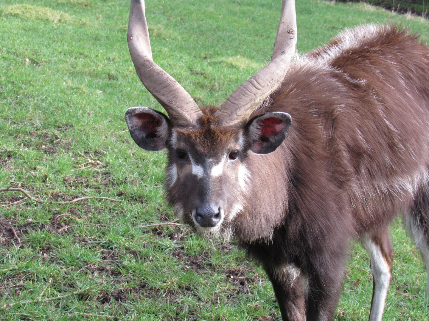 West African sitatunga