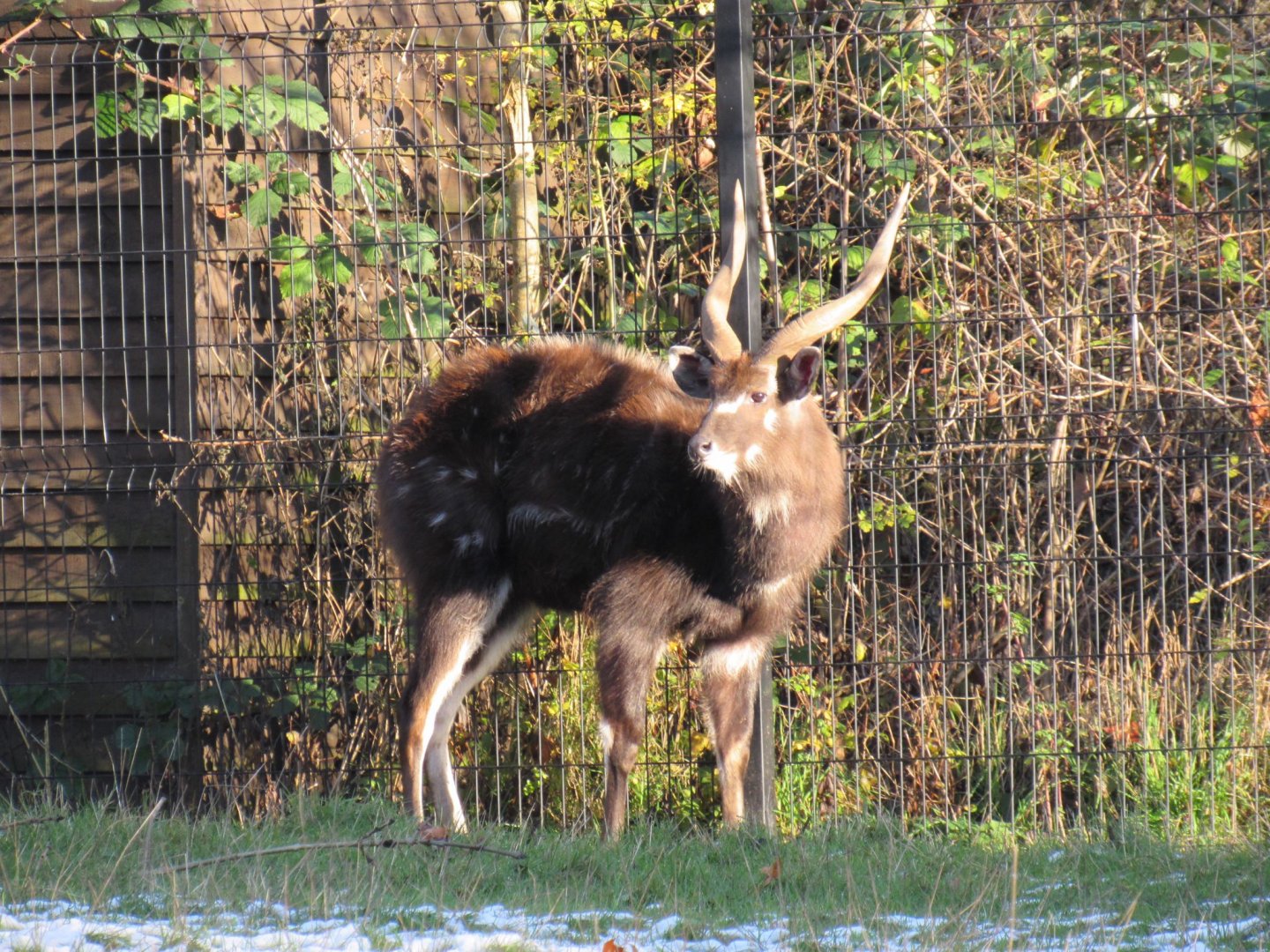 West African sitatunga