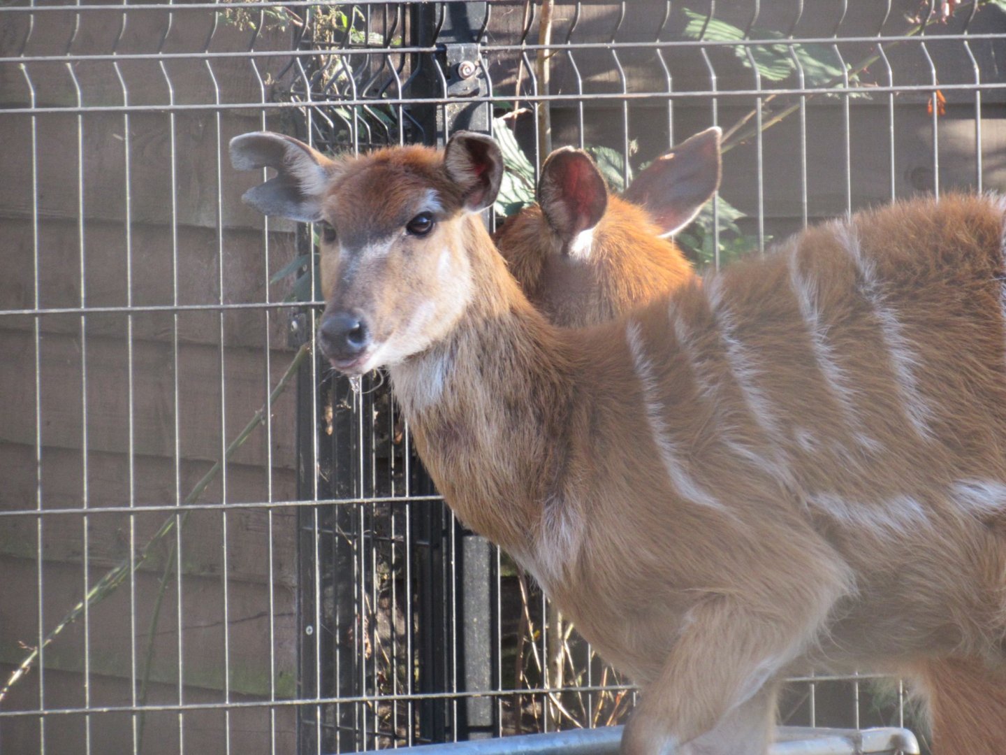 West African sitatunga