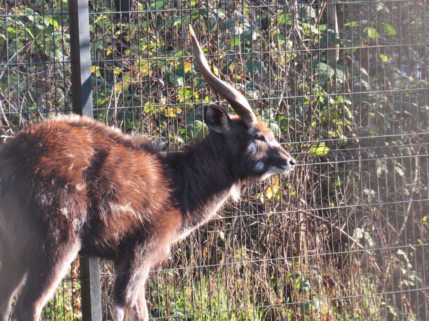 West African sitatunga
