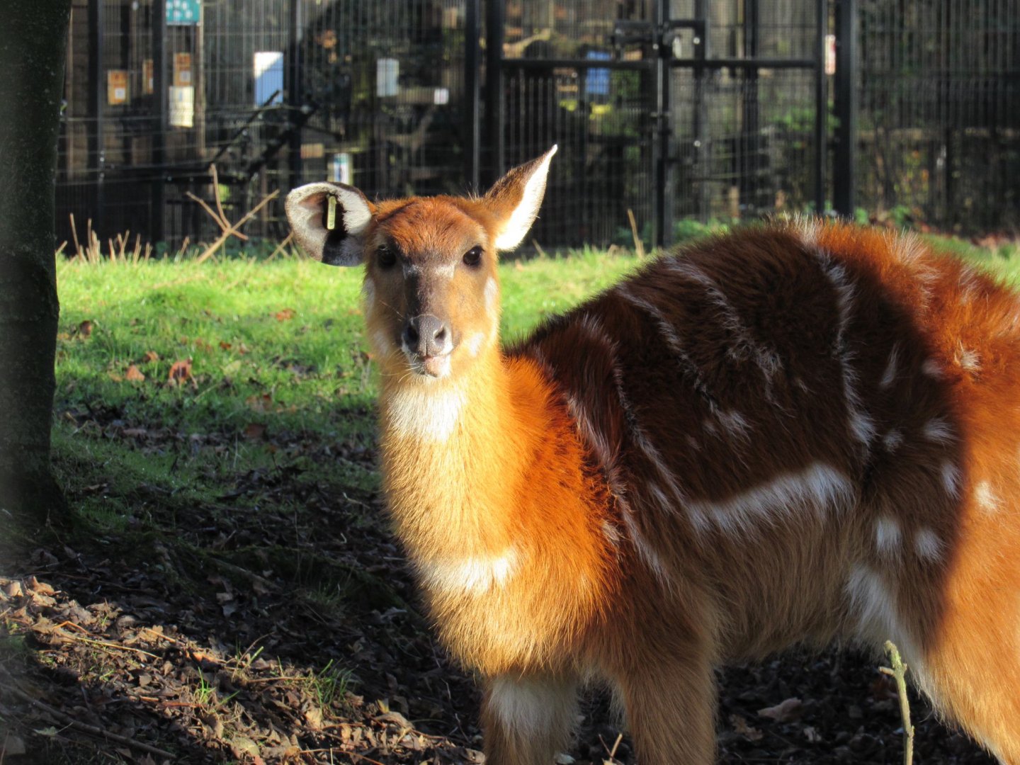 West African sitatunga