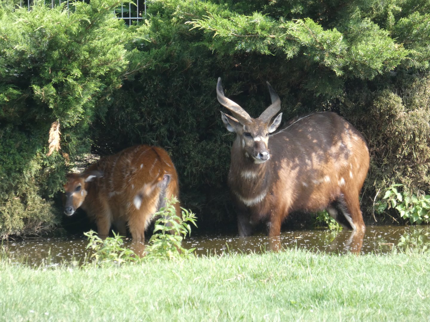 West African sitatunga