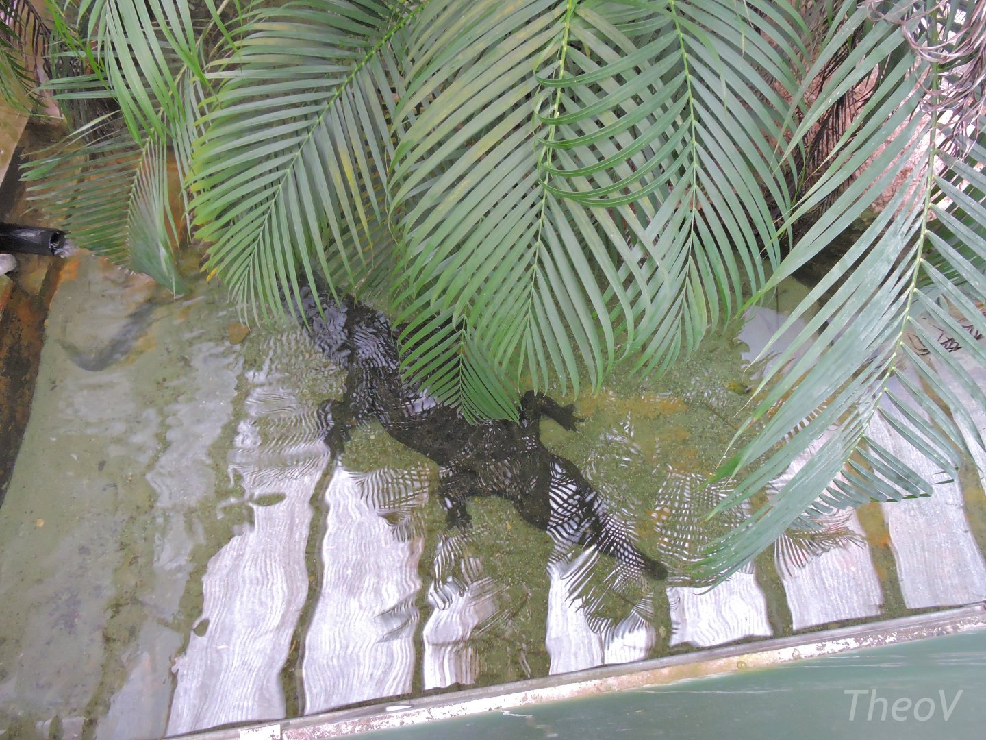 West African slender-snouted crocodile [2015]