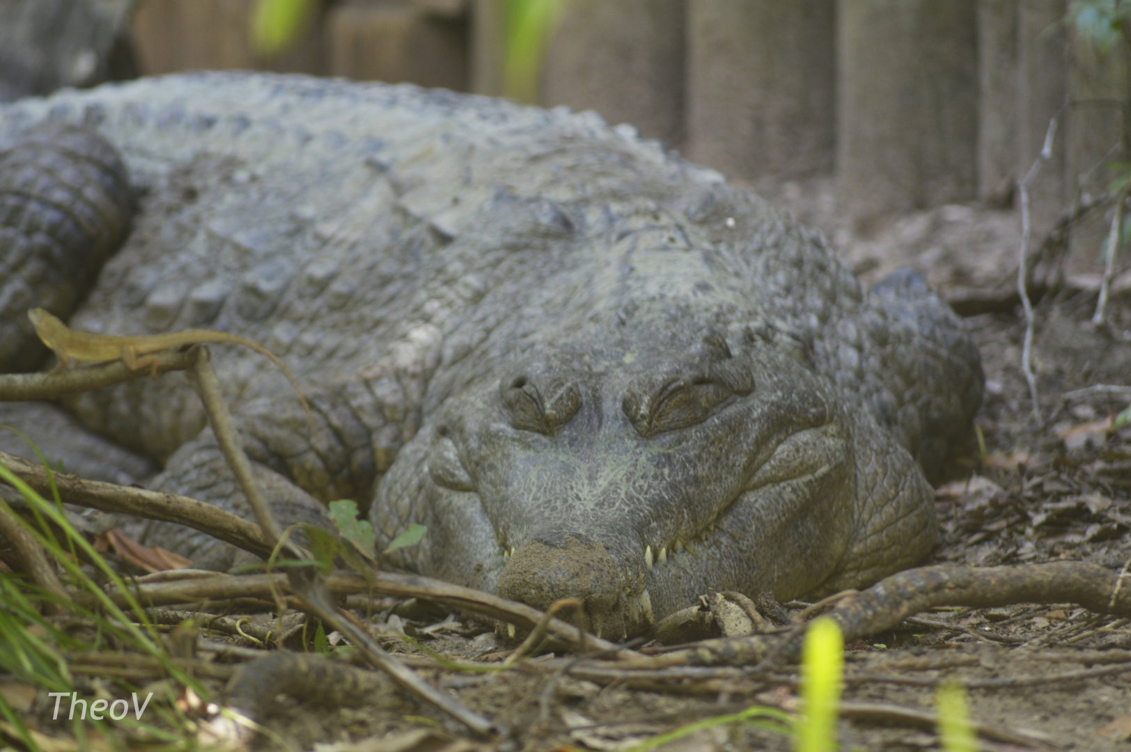 West African slender-snouted crocodile [2017]