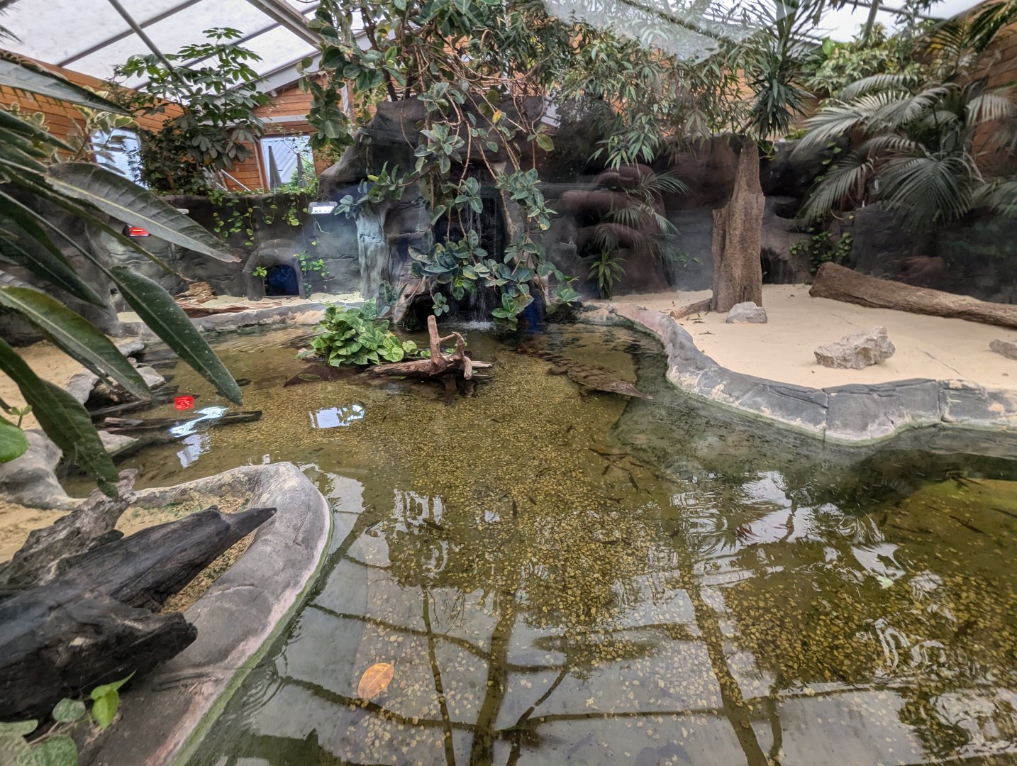 West African Slender-snouted Crocodile Enclosure