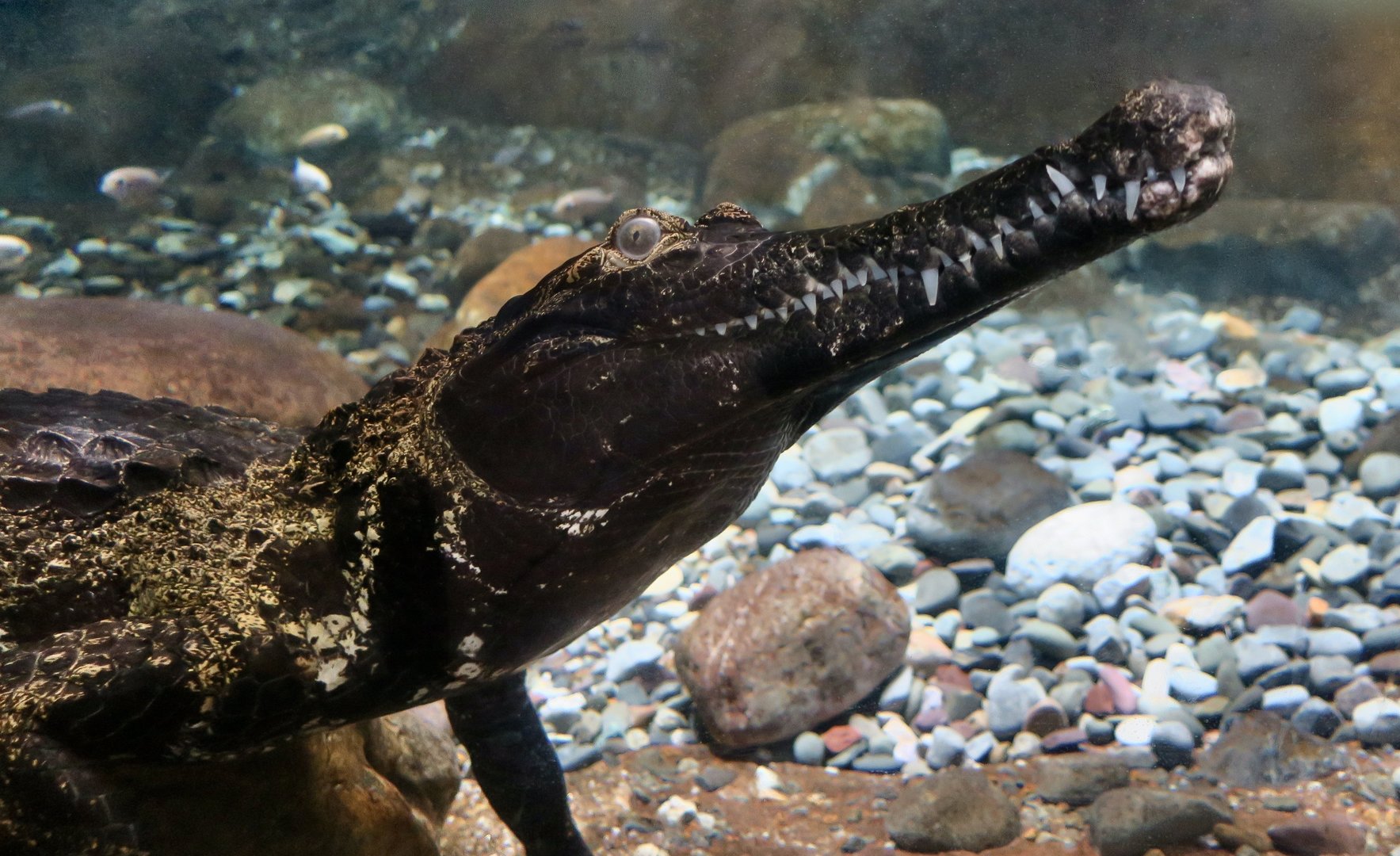 West African Slender-Snouted Crocodile (Mecistops cataphractus) "Baron"