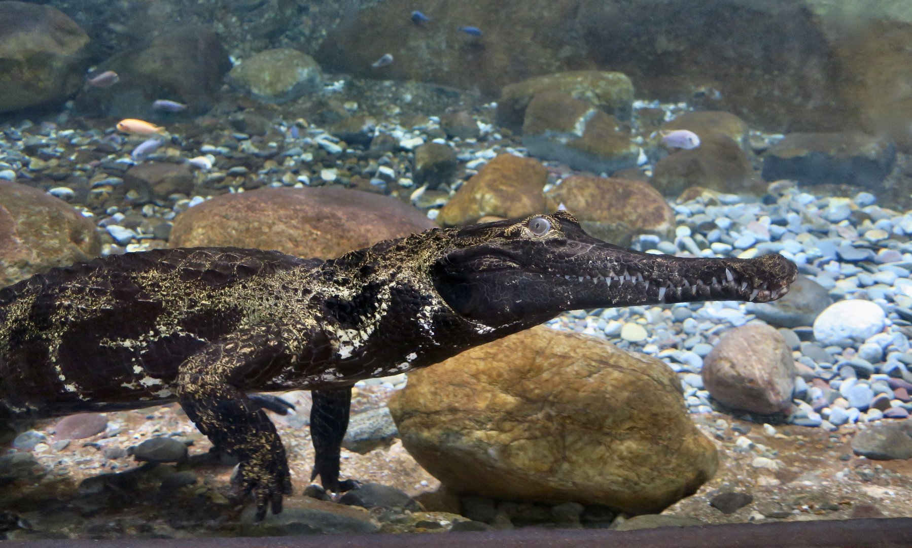West African Slender-Snouted Crocodile (Mecistops cataphractus) "Baron"