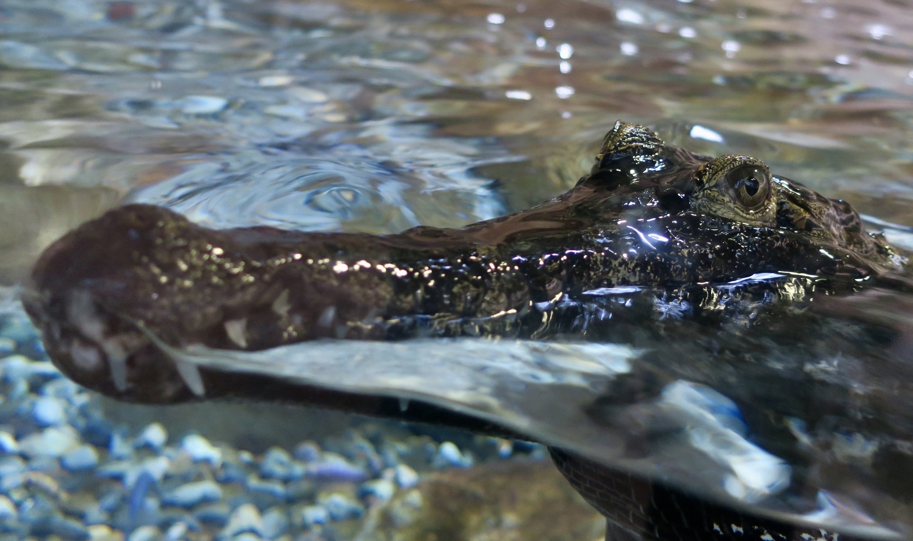 West African Slender-Snouted Crocodile (Mecistops cataphractus) "Baron"