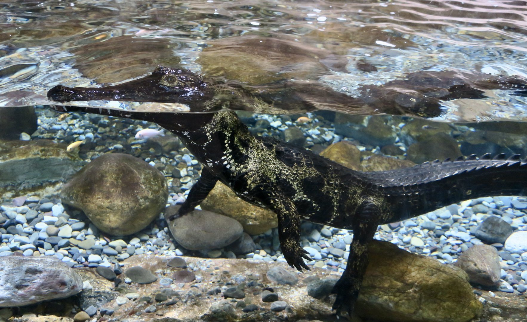 West African Slender-Snouted Crocodile (Mecistops cataphractus) "Baron"