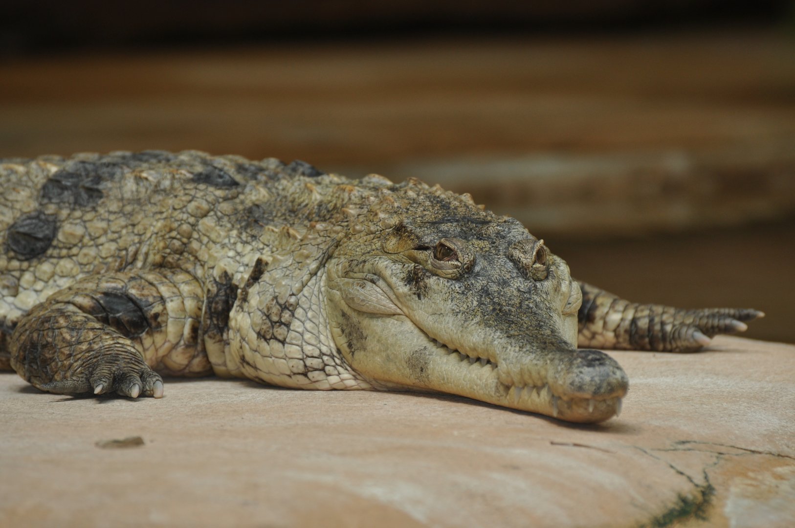 West African slender-snouted crocodile (Mecistops cataphractus)