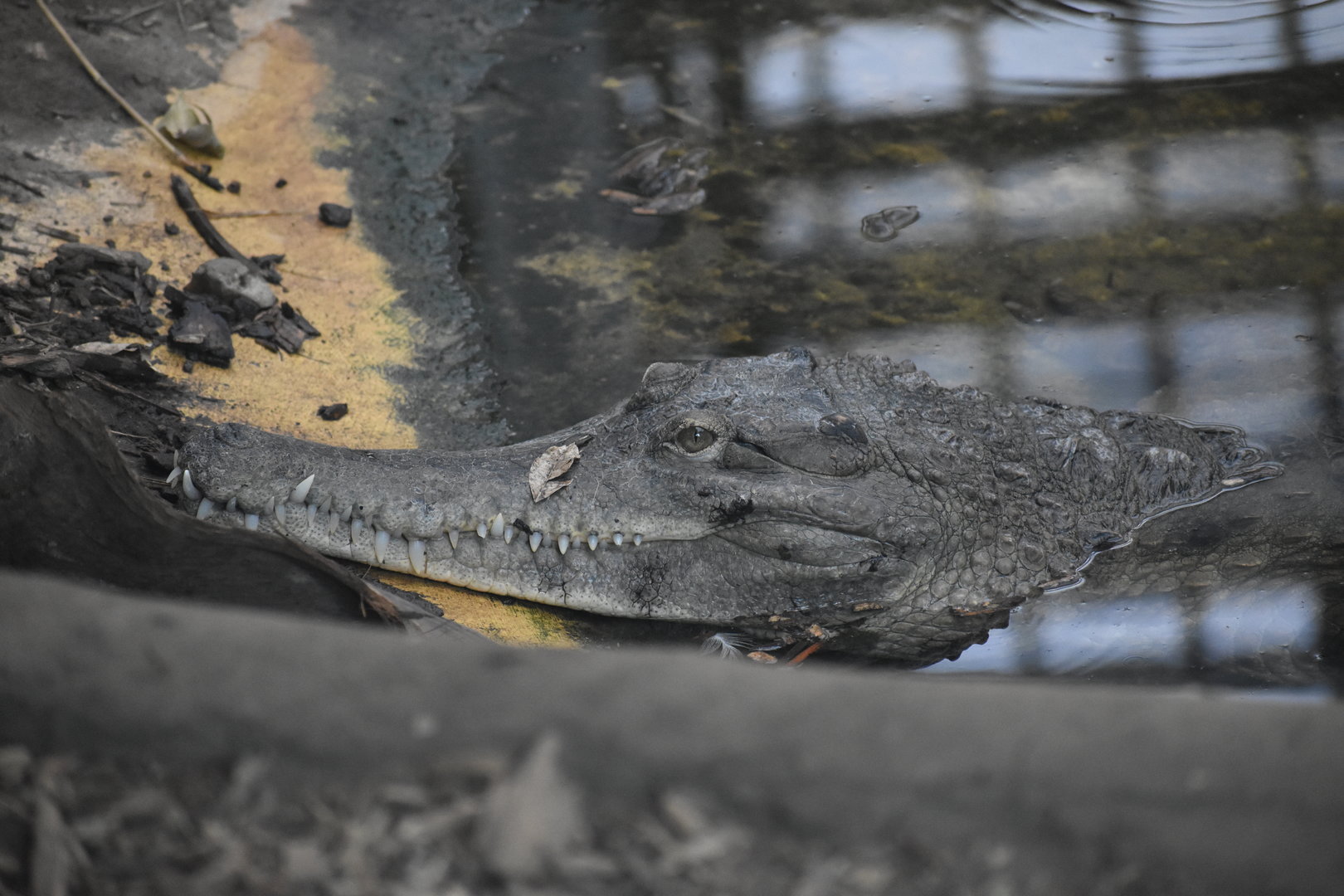 West African slender-snouted Crocodile - Mecistops cataphractus