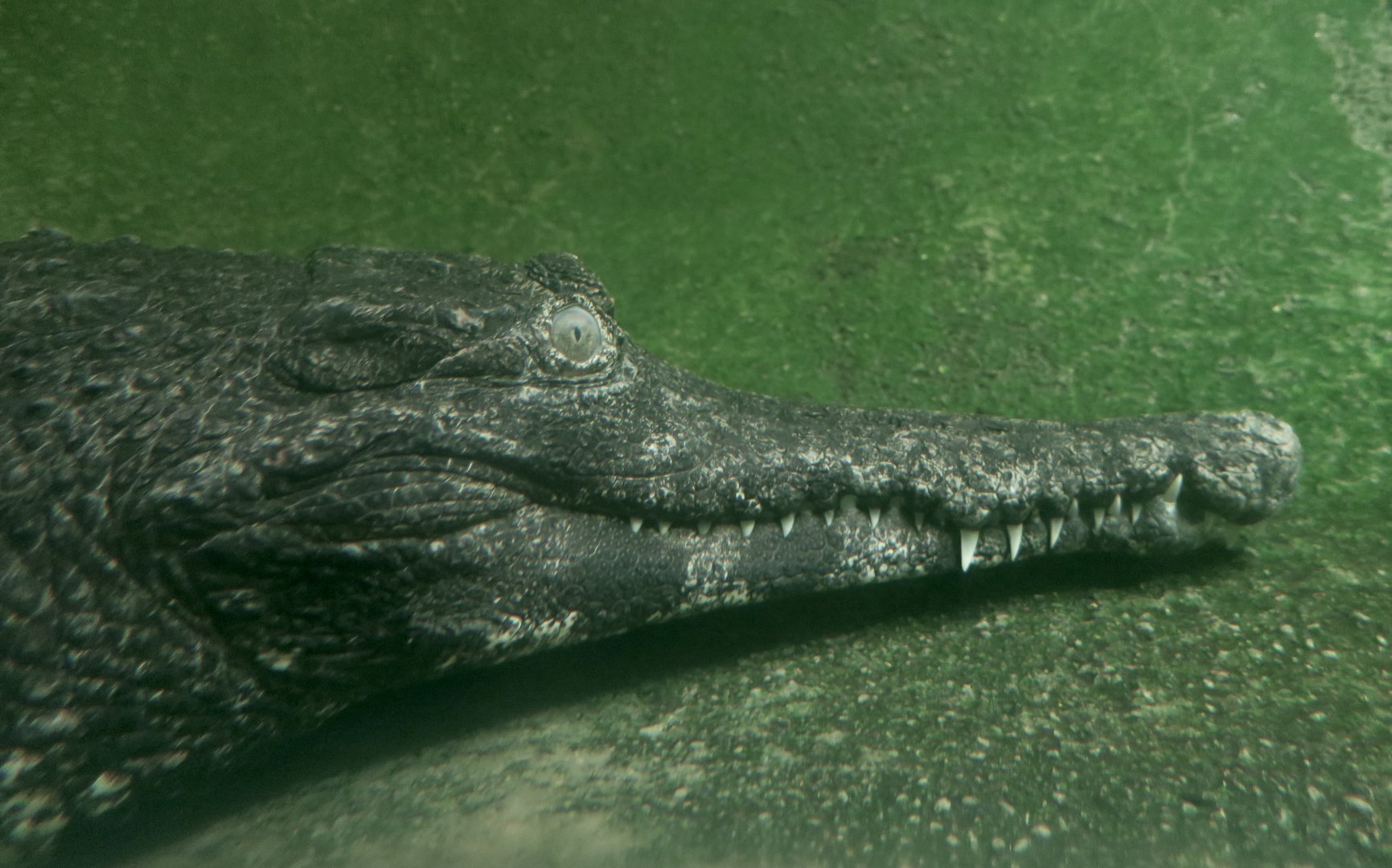 West African Slender-Snouted Crocodile (Mecistops cataphractus)