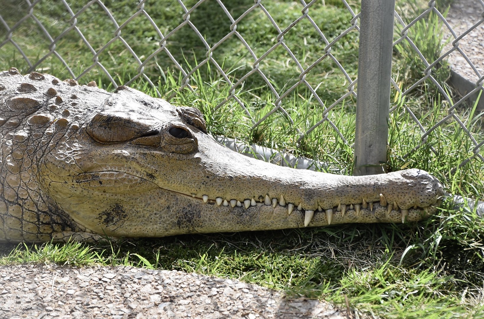 West African Slender-Snouted Crocodile (Mecistops cataphractus)
