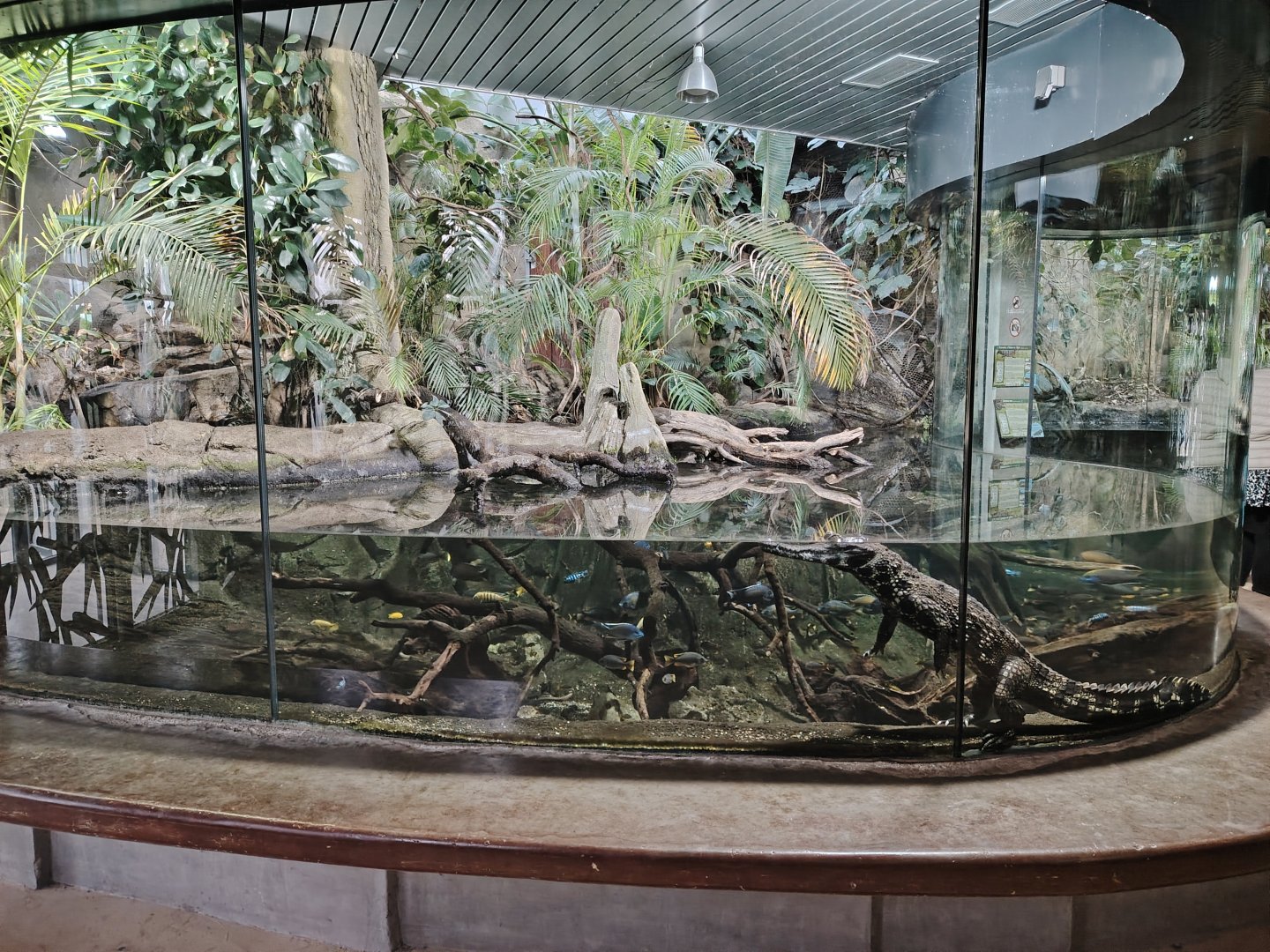 West African slender-snouted crocodile Terrarium