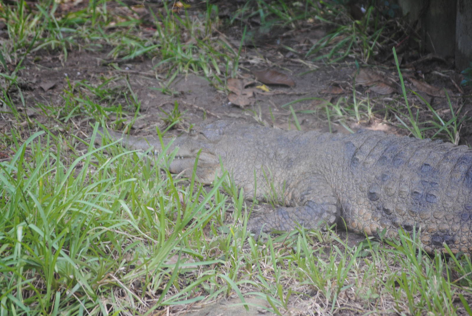 West African Slender-Snouted Crocodile