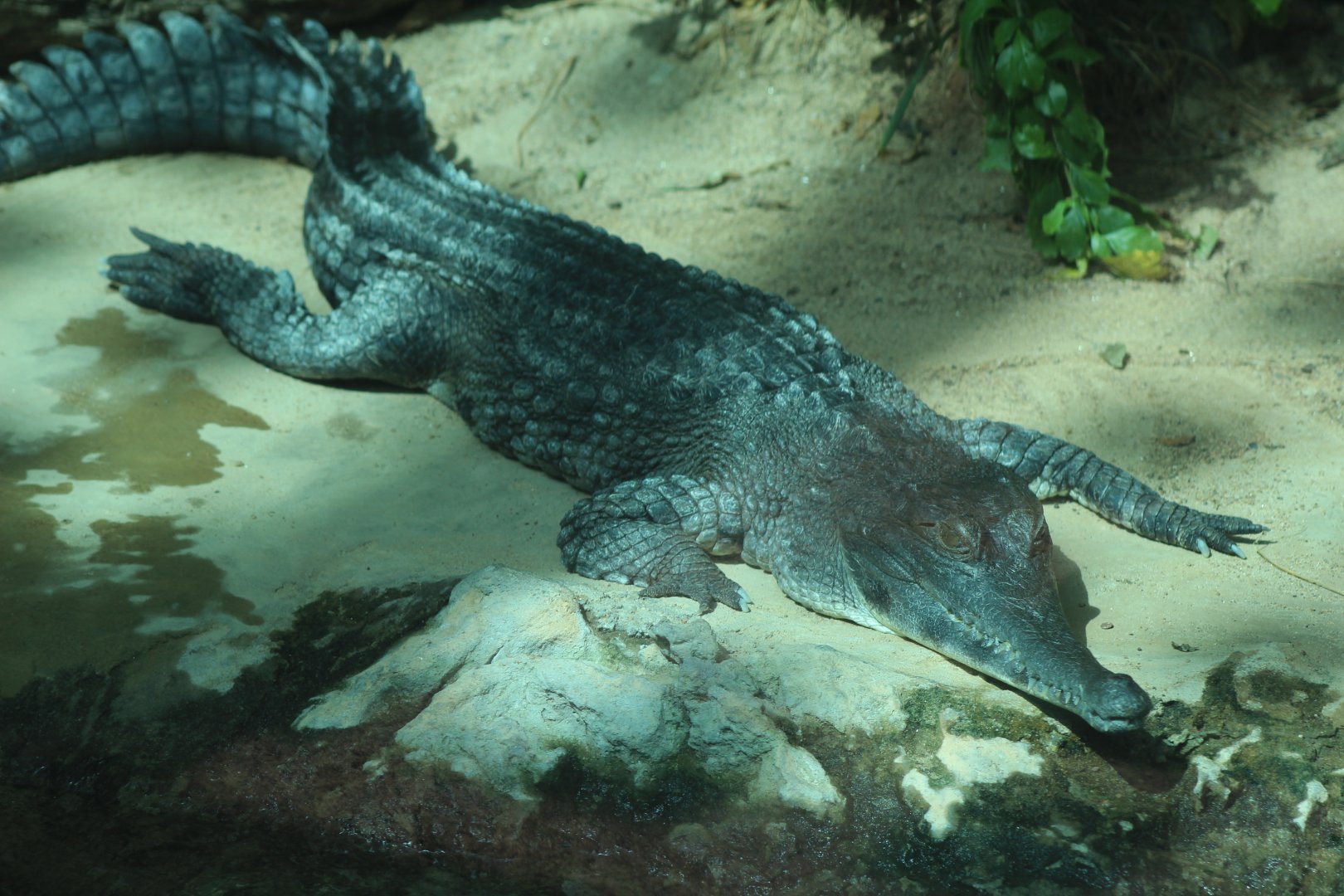 West African Slender-Snouted Crocodile