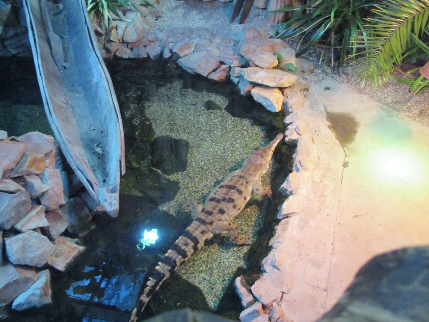 West African slender-snouted crocodile