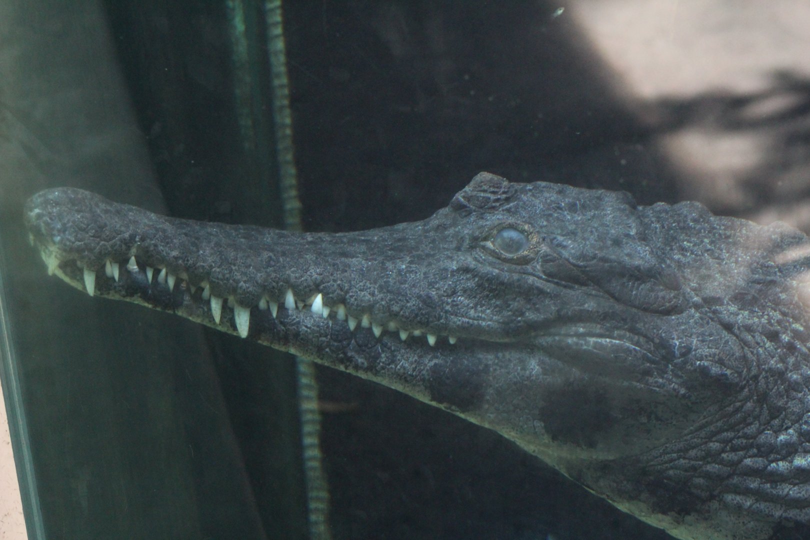 West African Slender-Snouted Crocodile