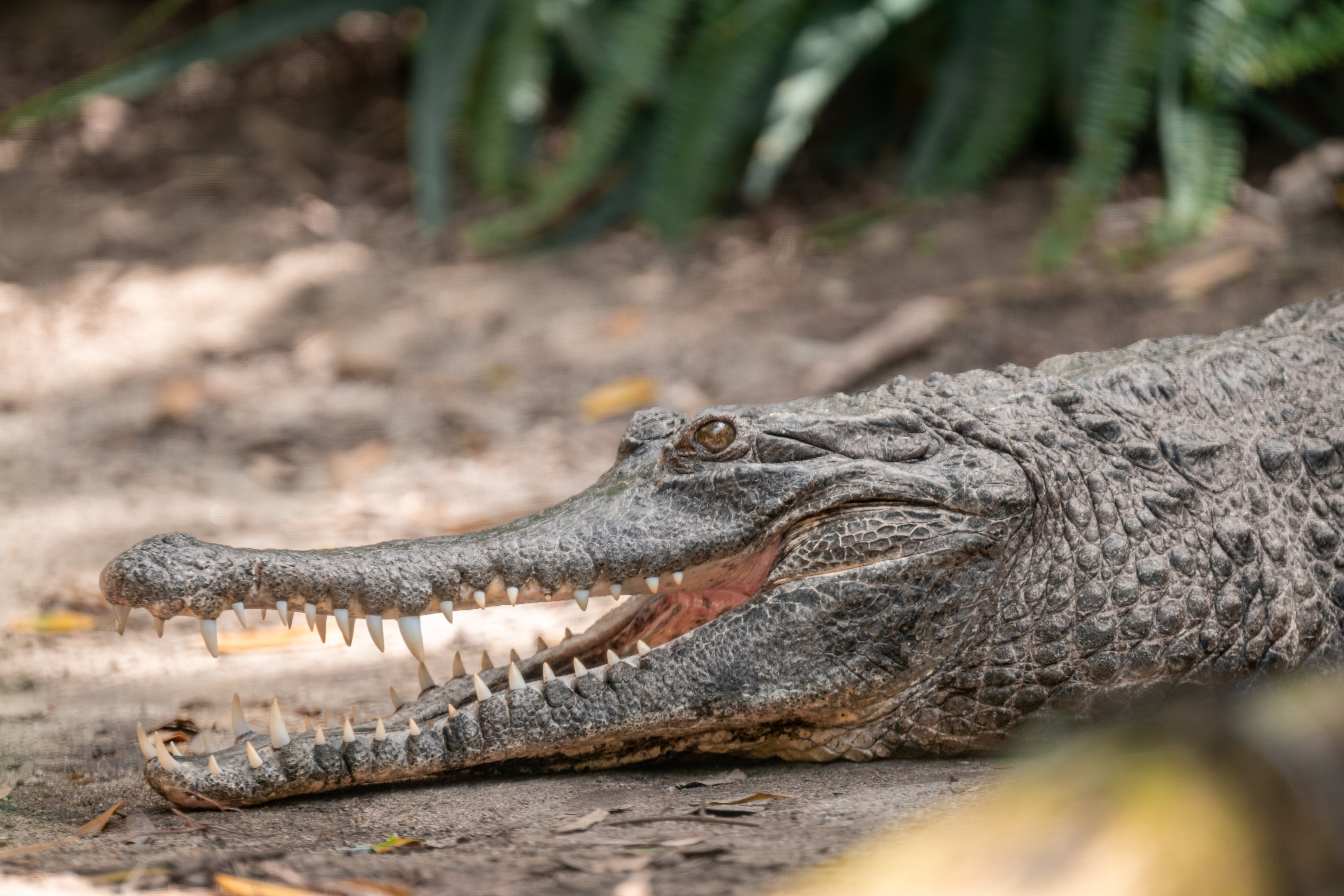 West African Slender Snouted Crocodile