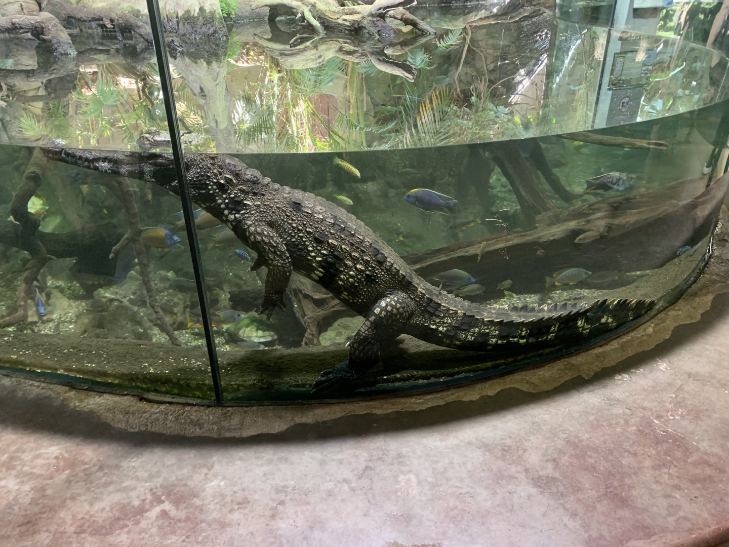 West African slender-snouted crocodile