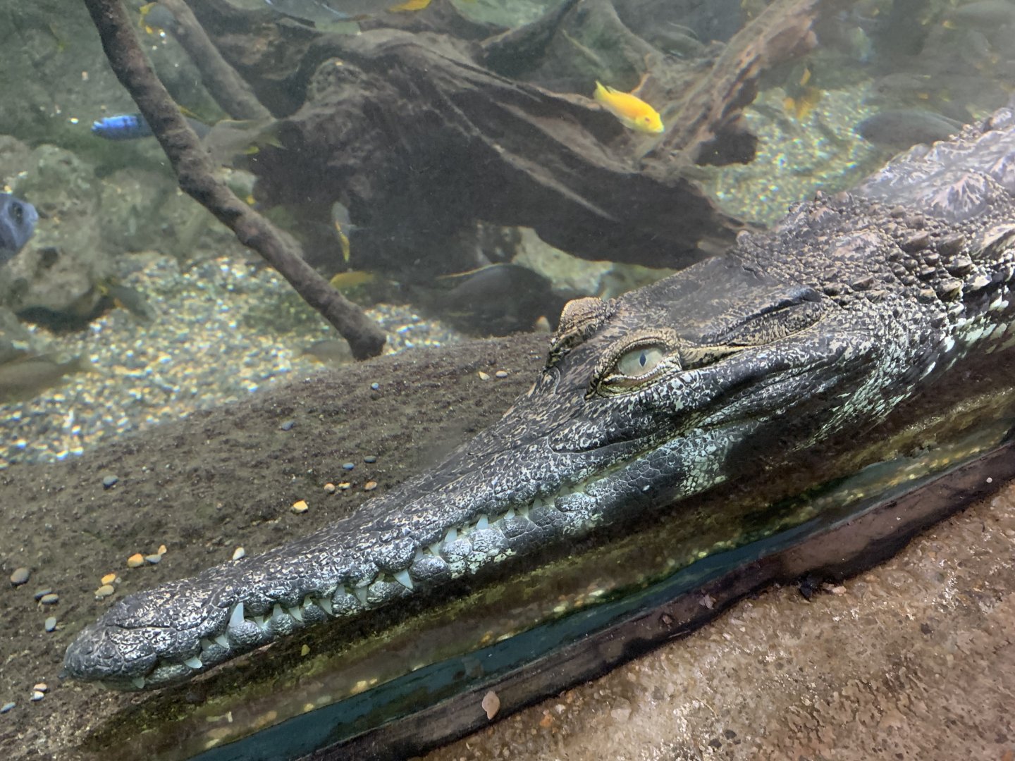 West African slender-snouted crocodile