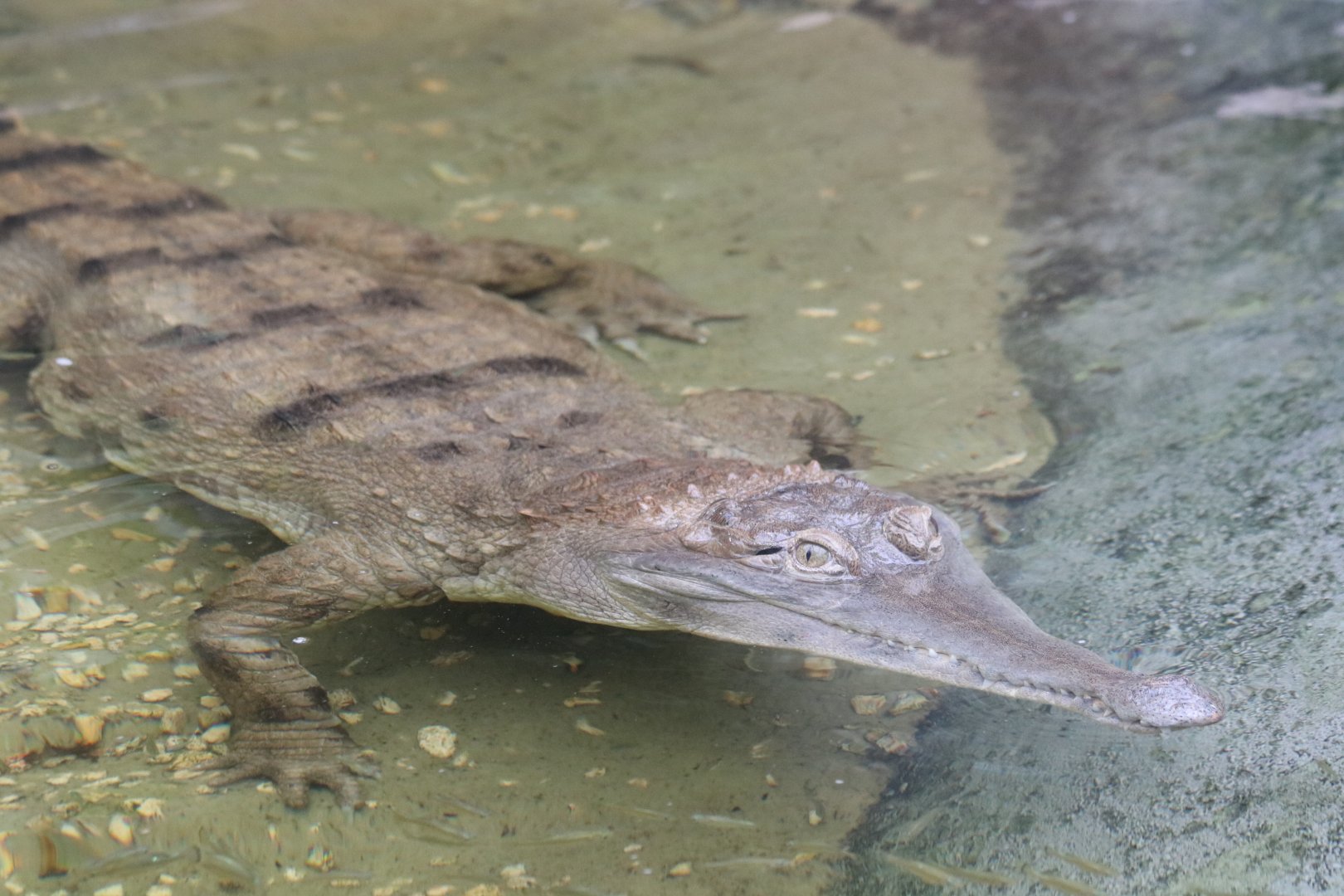 West African Slender Snouted Crocodile
