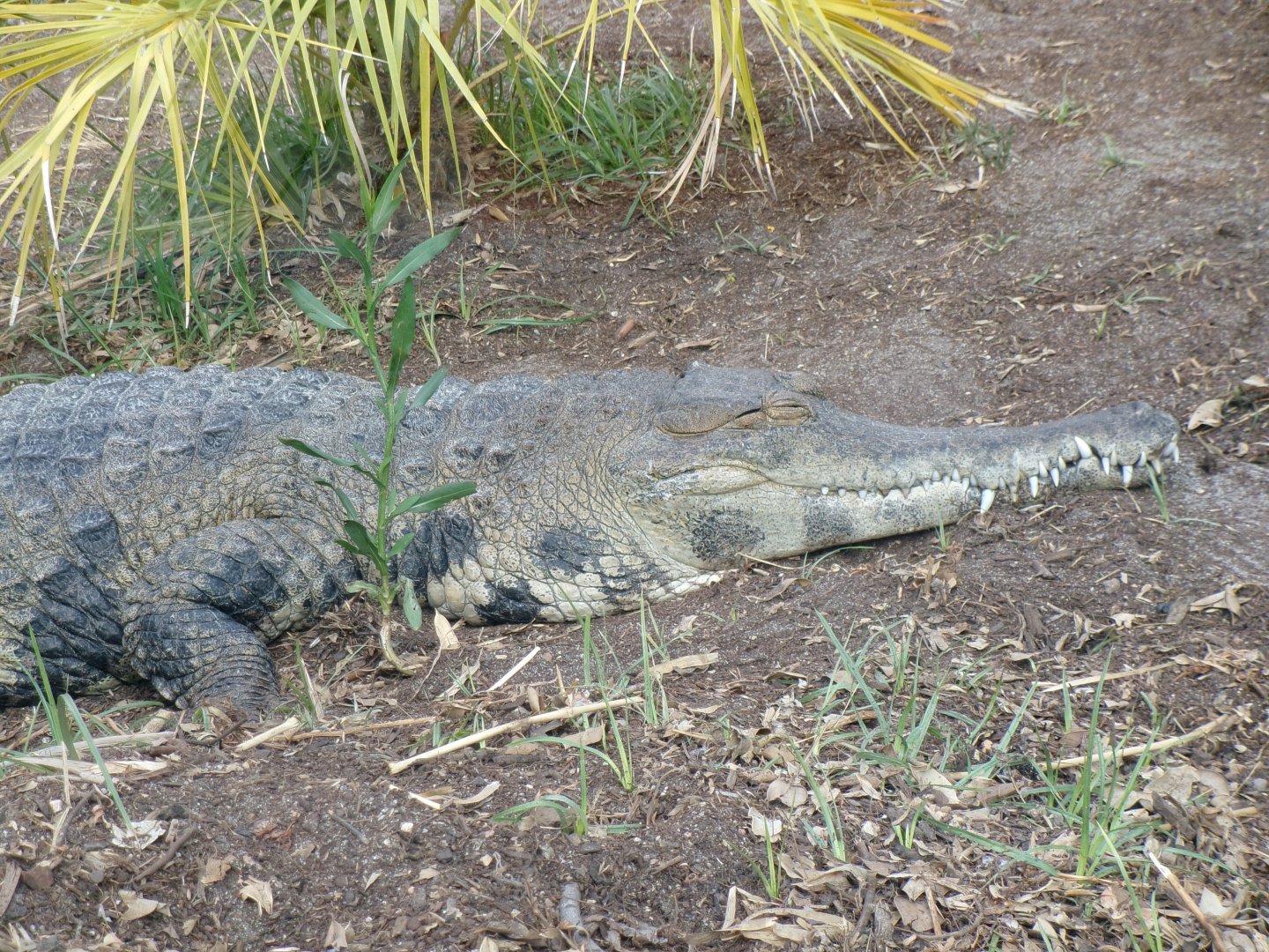 West African slender-snouted crocodile
