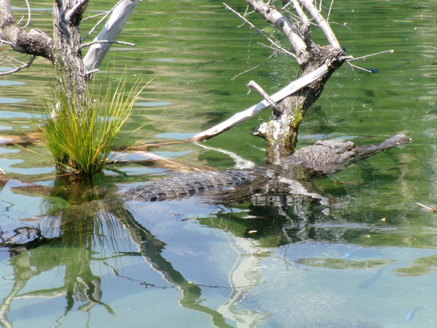 West African slender-snouted crocodile
