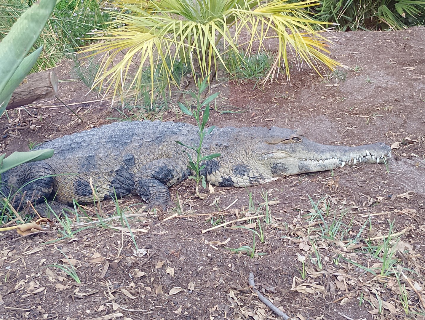 West African slender-snouted crocodile