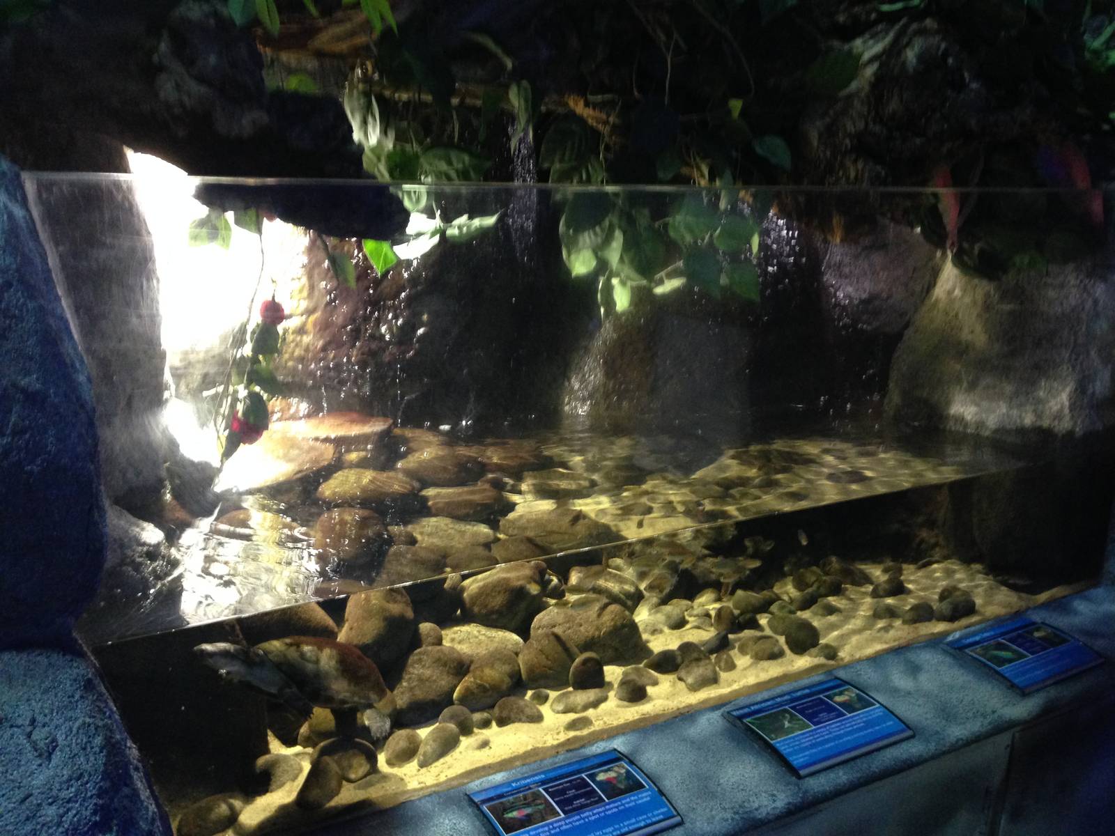 West African Tank at Blue Planet Aquarium - 05/10/2013