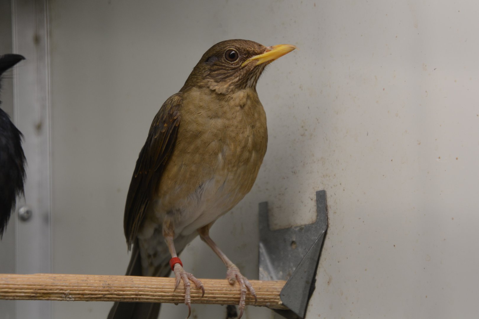 West African thrush (Turdus pelios chiguancoides)