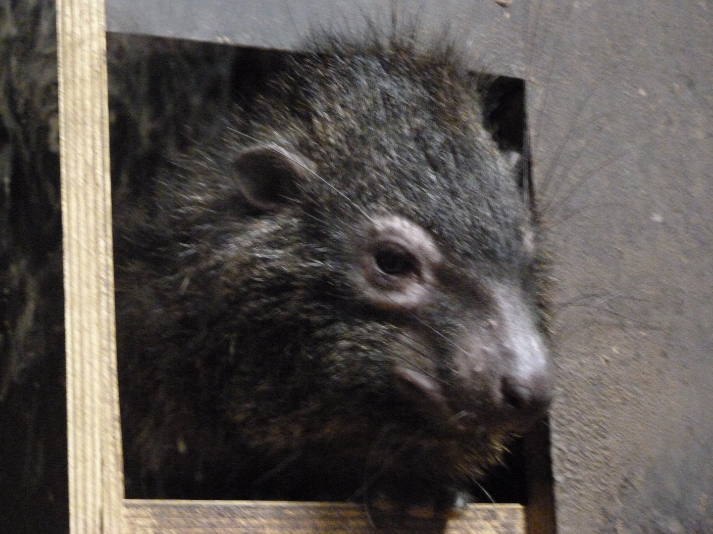 West African tree hyrax -Zoo Plzeň (2025)