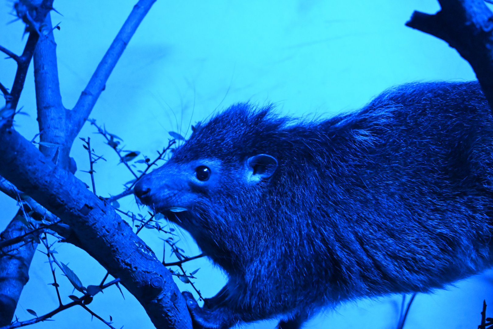 West African Tree Hyrax
