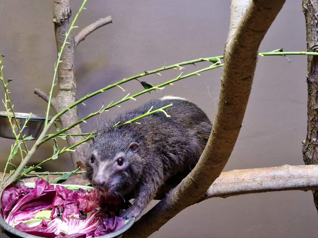 West African Tree Hyrax
