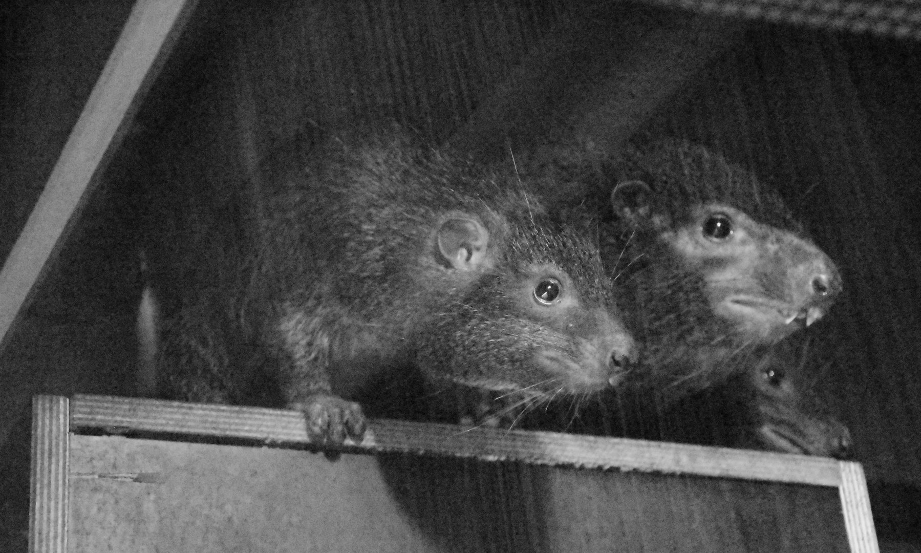 West African tree hyrax
