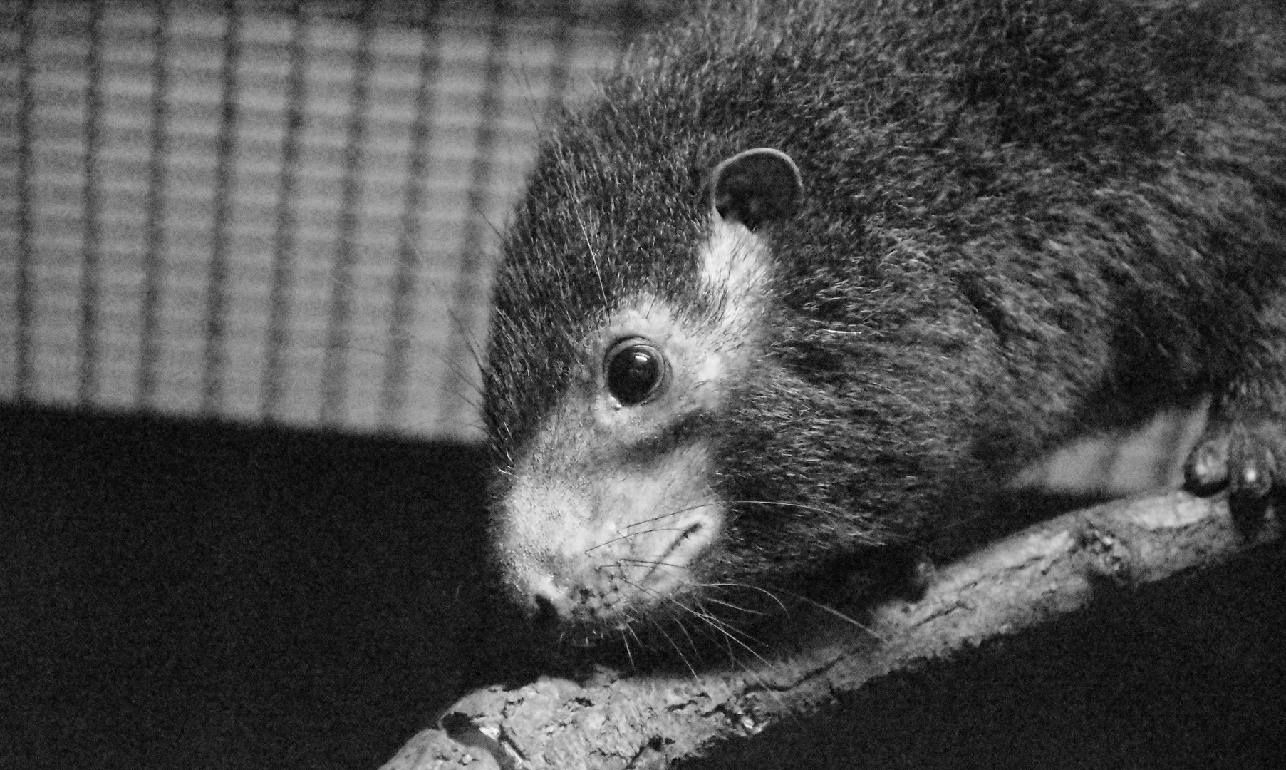 West African tree hyrax