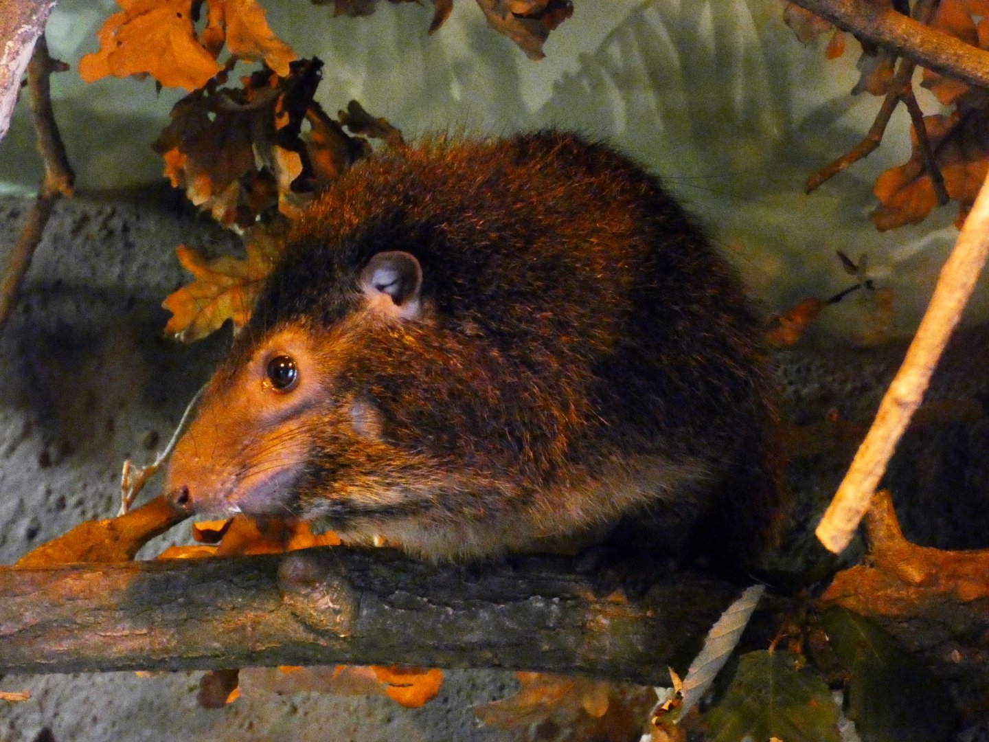 West African tree hyrax