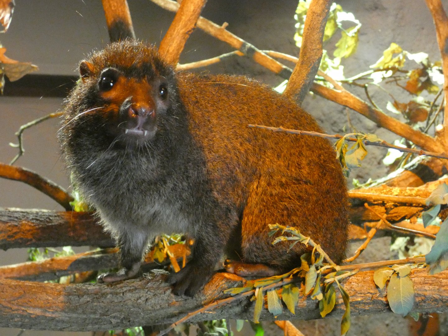 West African tree hyrax