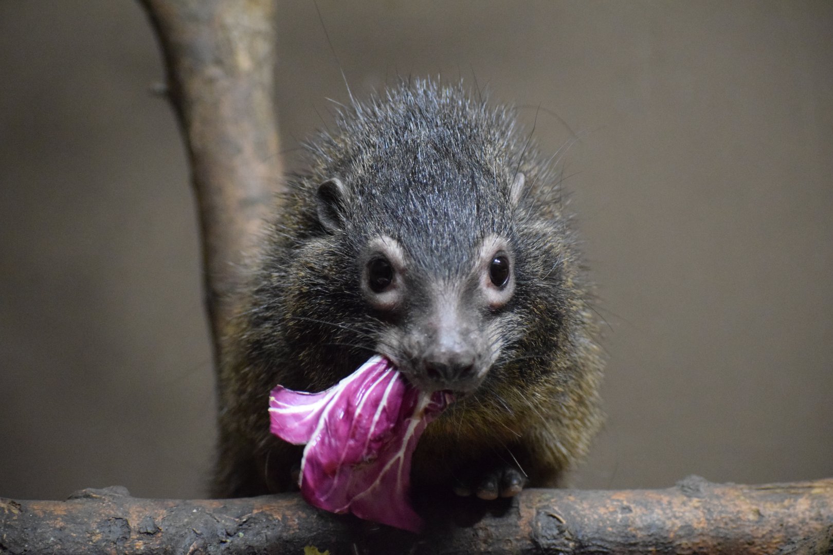 West African tree hyrax