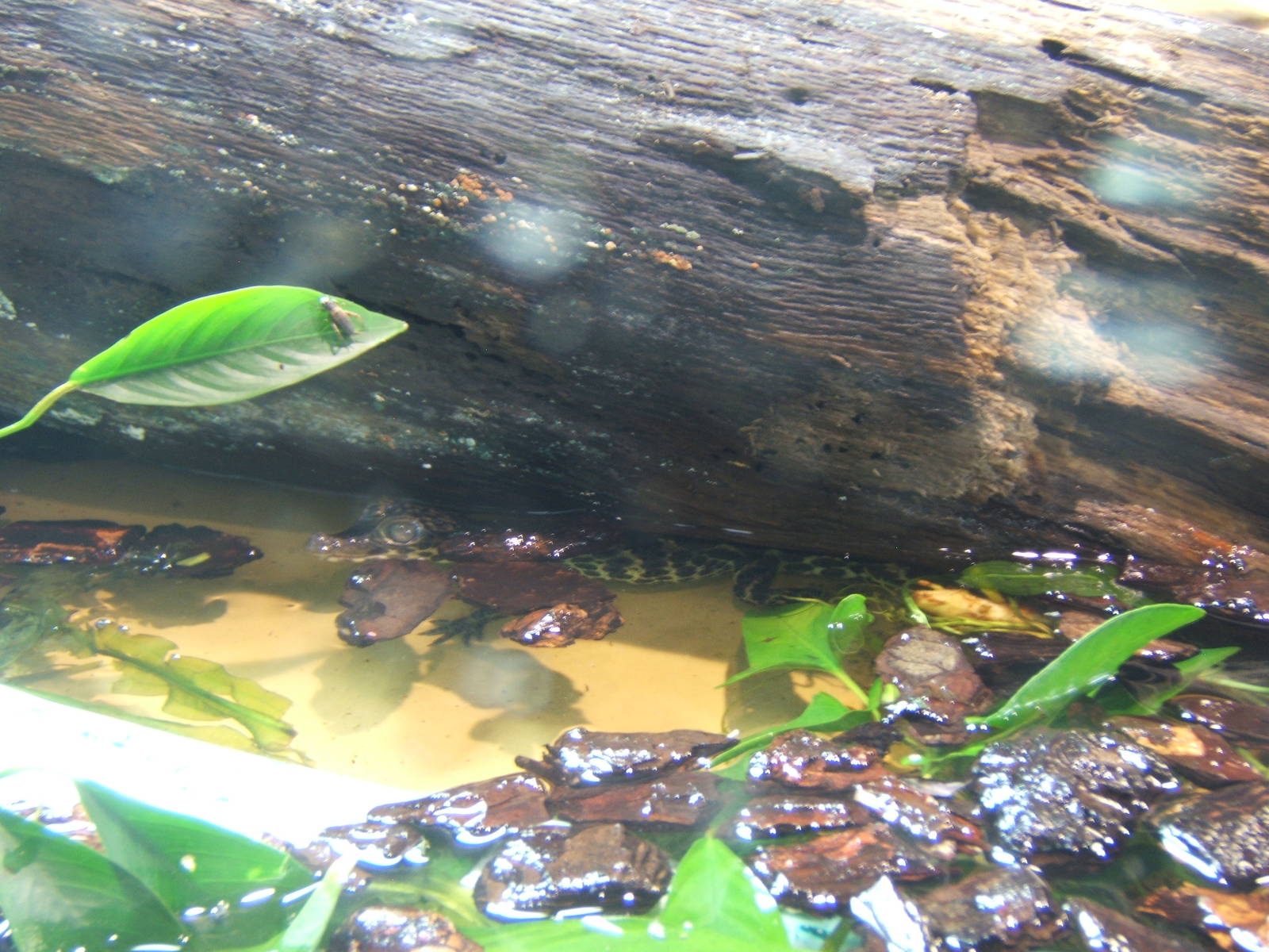 West African Type 1 Dwarf Crocodile baby