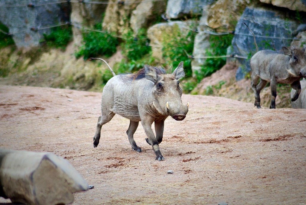West-African Warthog