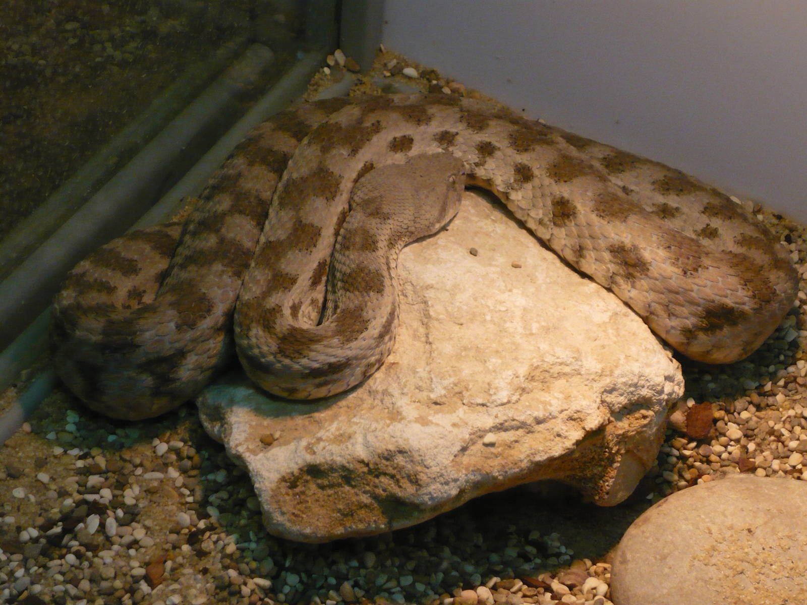 West-Asian blunt-nosed viper (Macrovipera lebetina obtusa)