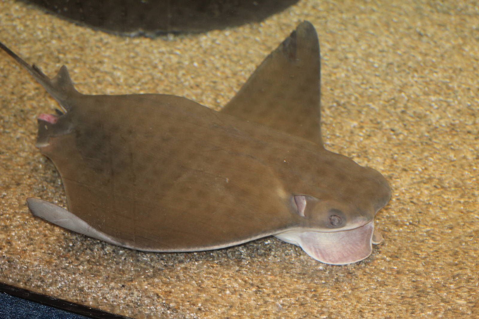 West Atlantic Cownose Ray