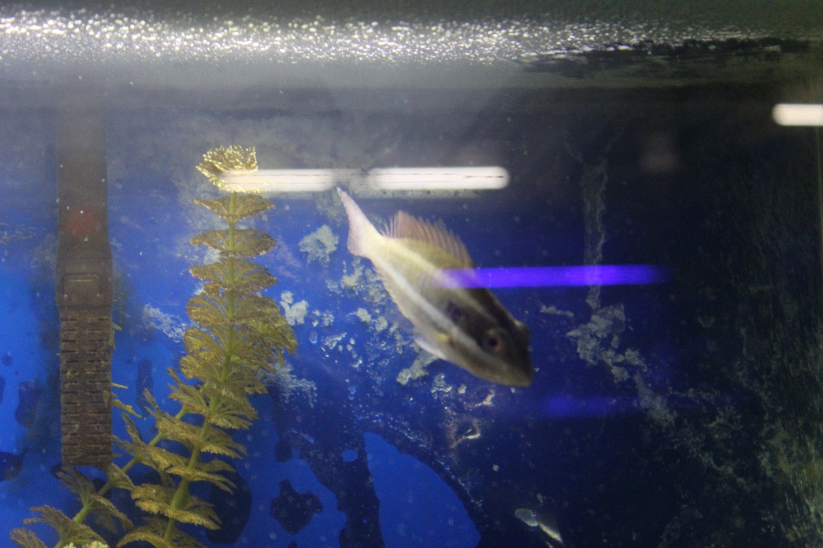 West Atlantic Fish ID?