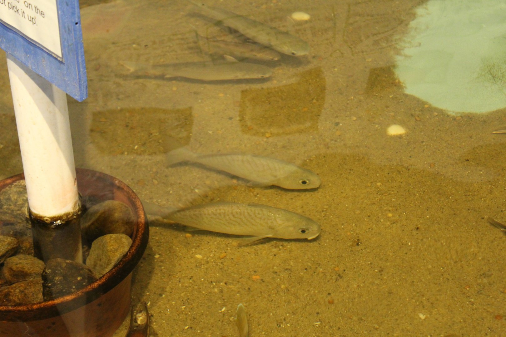 West Atlantic Fish ID?