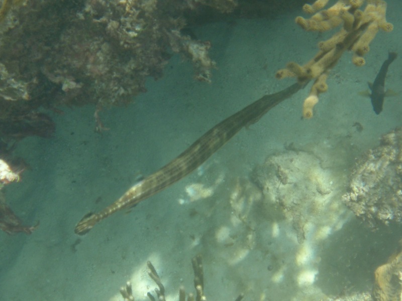 West Atlantic trumpetfish (Aulostomus maculatus)