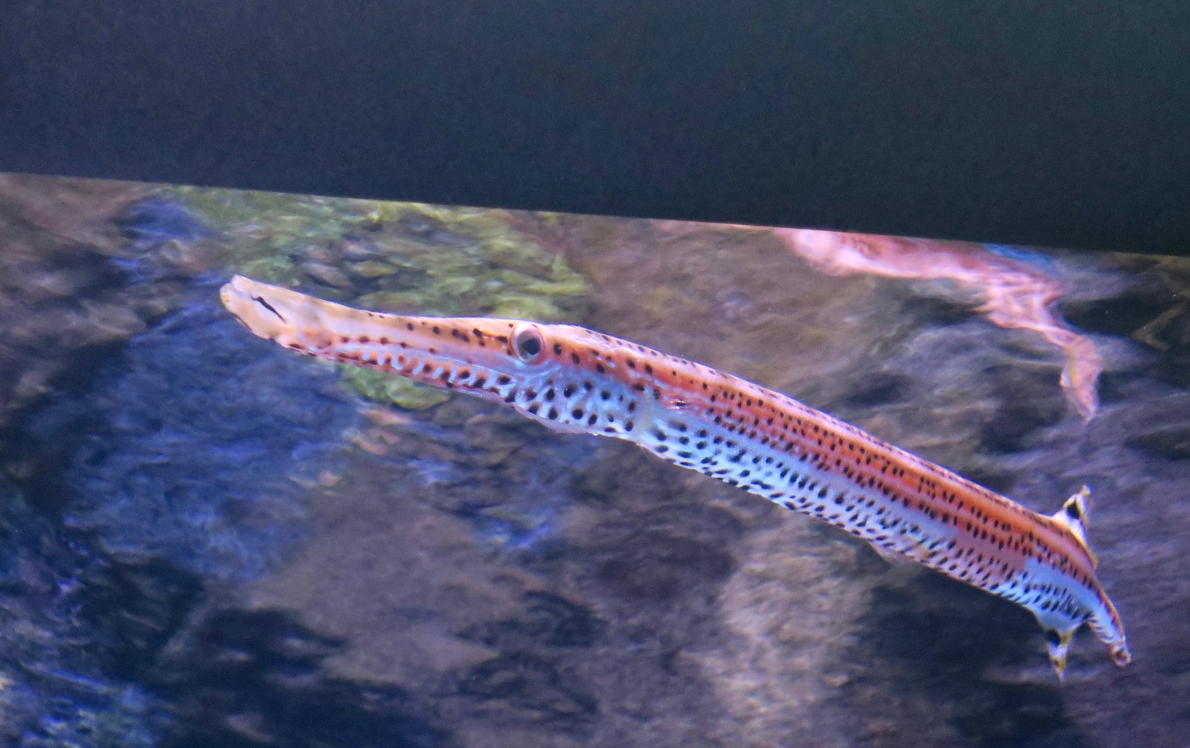 West Atlantic Trumpetfish (Aulostomus maculatus)