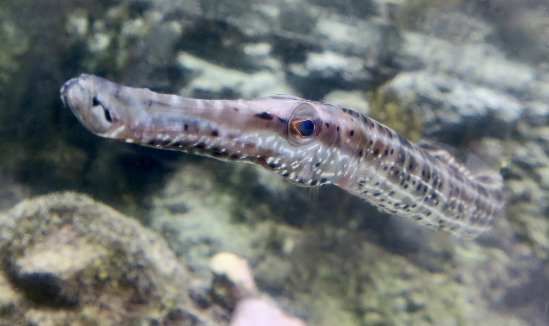 West Atlantic Trumpetfish (Aulostomus maculatus)