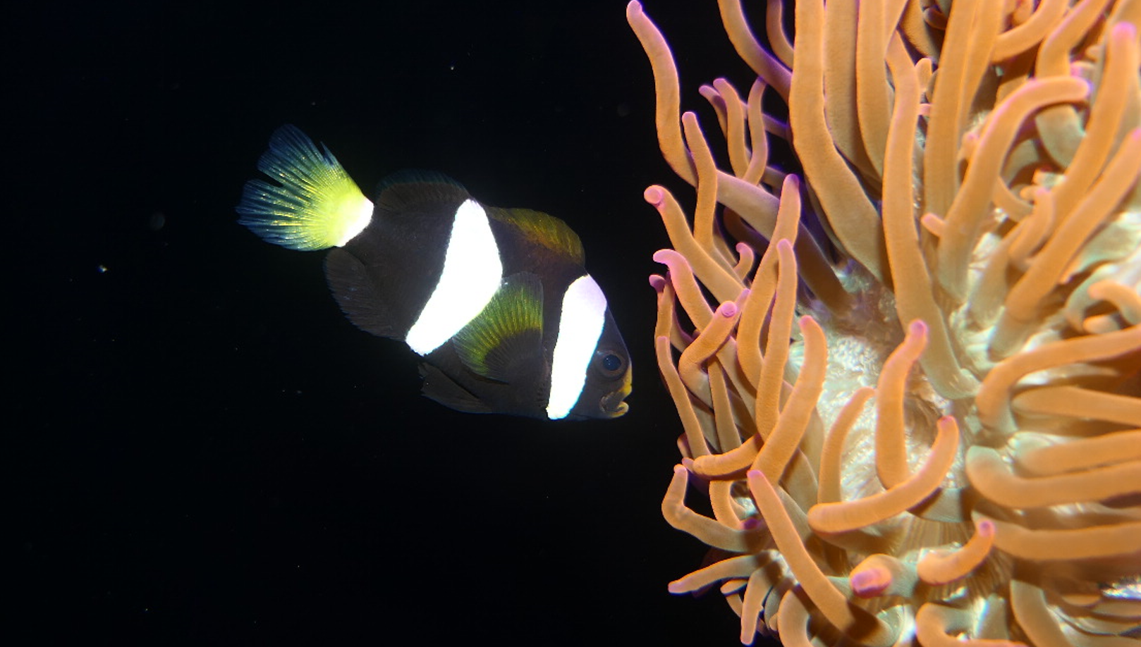 West Australian Anemonefish (Amphiprion milii)