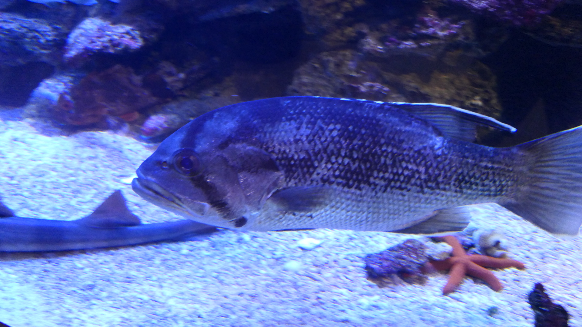 West Australian Dhufish (Glaucosoma hebraicum) - Dolphin Discovery Centre, Bunbury
